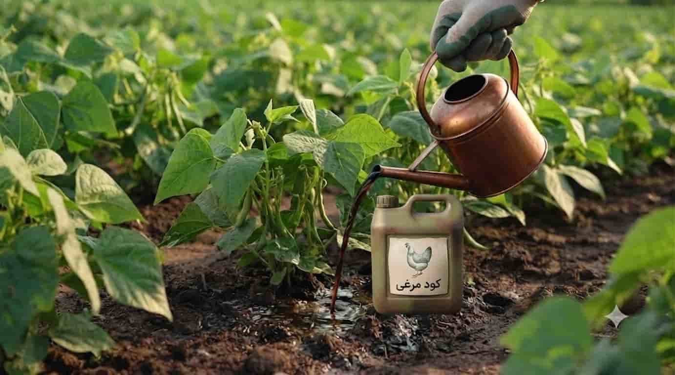 کود مرغی مایع برای لوبیا انتخابی کاربردی برای کشاورزان